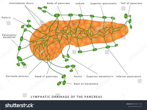 Lymphatic Drainage Pancreas Anatomy Histology Pancreas Stock