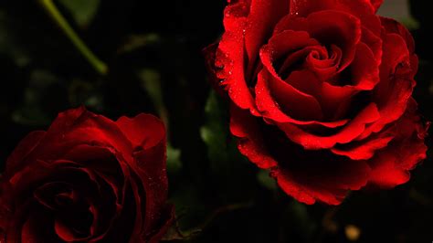 Dark Red Roses Wallpaper Wallpapersafari