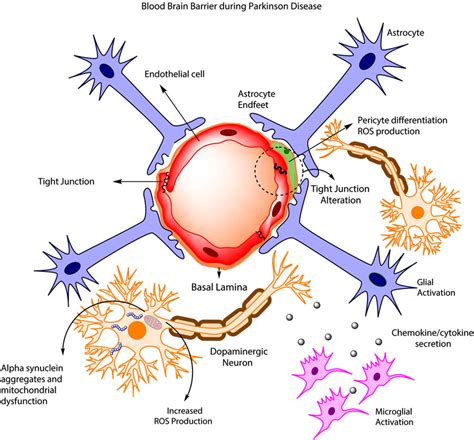 Frontiers Astrocytic Modulation Of Blood Brain Barrier Perspectives