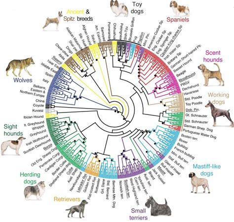 Evolution Of The Dog And Cat History And Traits Dr Bills Pet Nutrition