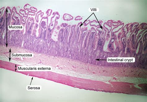 What Epithelial Tissue Lines The Small And Large Intestines