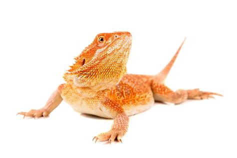 Is A Bearded Dragon A Good Beginner Pet The Complete Guide Animal
