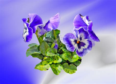 무료 이미지 자연 꽃잎 장식 봄 작은 푸른 플로라 지도 야생화 눈 제비꽃 오르간 인사말 카드 비올라