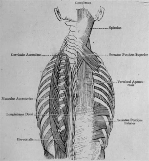 Back Spine Muscle Anatomy