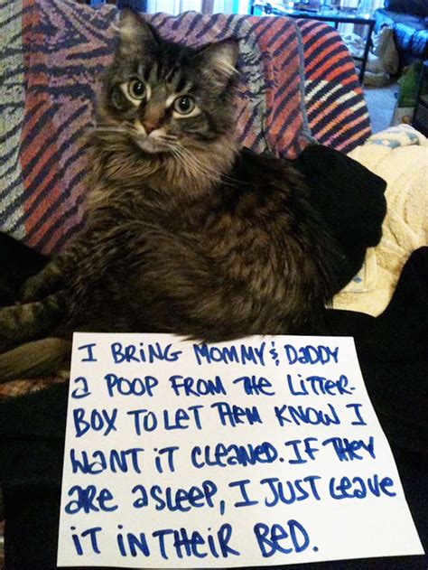 21 Hilarious Asshole Cats Being Shamed For Their Crimes