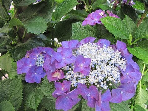 花 6月 アジサイ Flower In June The Hydrangeahortensia 写真の旅 世界・日本・無料壁紙 Free
