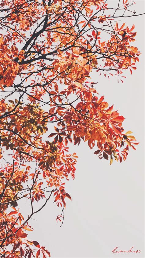 Free Download Autumn Wallpaper ♥ Desktop Und Mobile
