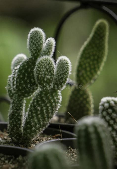Beautiful Cactus Growing In The Garden Stock Photo Image Of