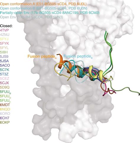 Comparison Of Fusion Peptide Conformations In Env Structures The Fusion