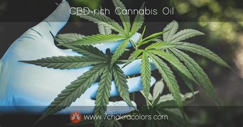 best way to produce cbd rich cannabis oil 7 chakra colors