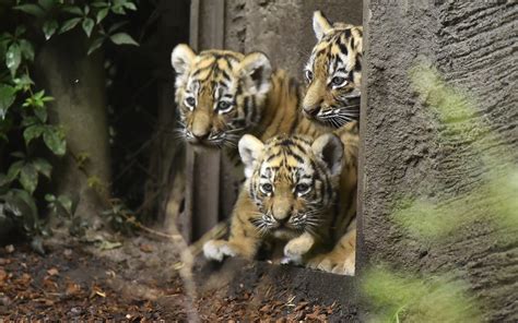 Zdjęcie Trzy Młode Tygryski
