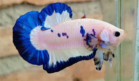 6 Jenis Ikan Cupang Blue Rim Populer Ciri And Cara Merawatnya