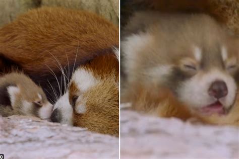 San Diego Zoo Welcomes Baby Red Panda