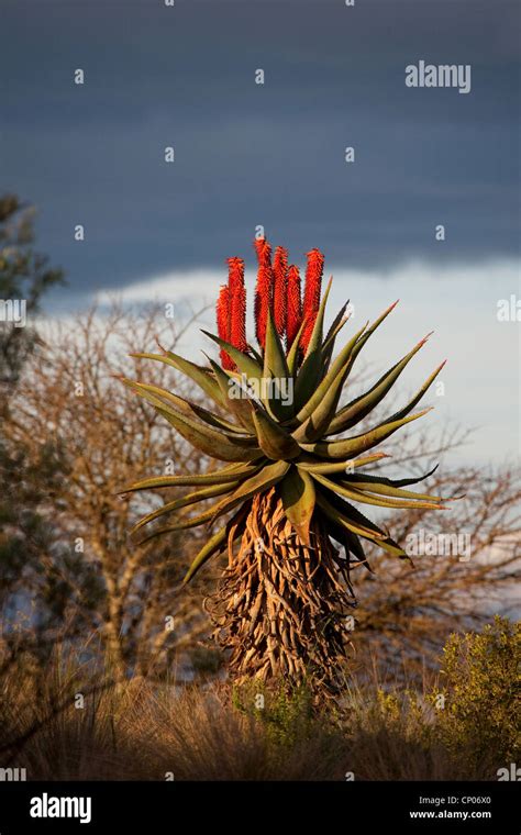 Cape Aloe Aloe Ferox Flowering Hi Res Stock Photography And Images Alamy