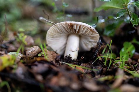 Large White Mushroom Growing In Soil On Forest Floor In California