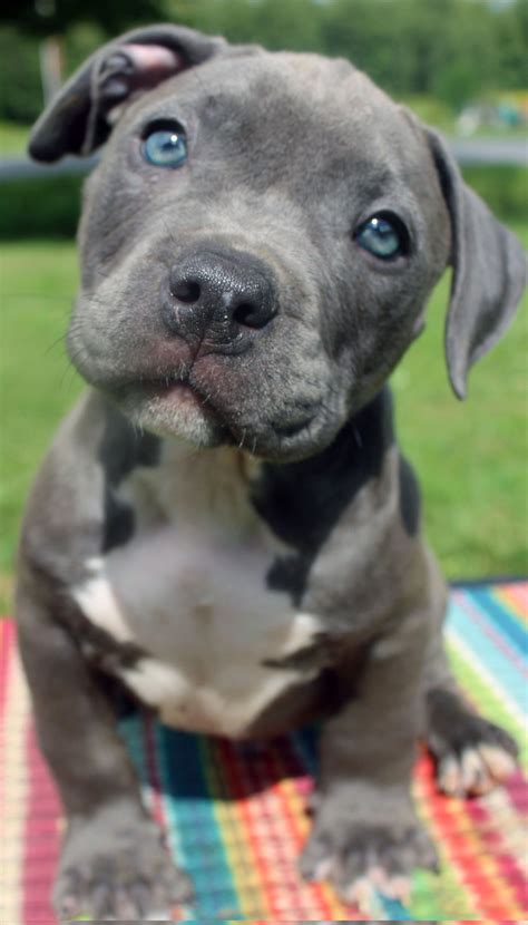 Baby Blue Nose Pitbull Puppies