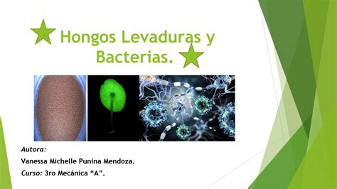 Bacteriashongos Y Levaduras By Vänëssa Issuu