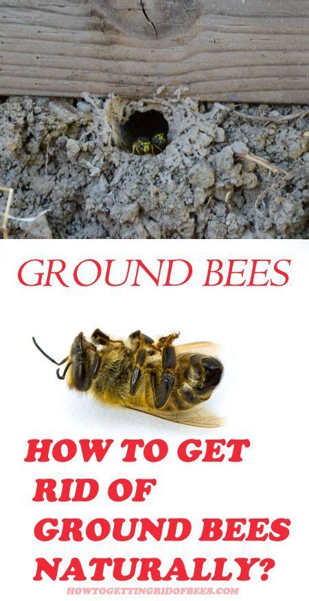 Ground Nesting Bees How To Keep Them Away Naturally Getting Rid Of Bees Ground Bees Bees