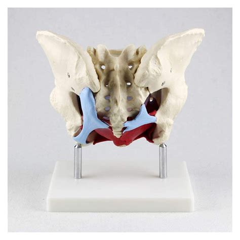 Buy Laerper Teaching Model Pelvis Model Medical Anatomical Female
