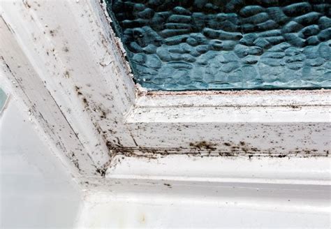How To Remove Black Mold Homeowners Guide Bob Vila