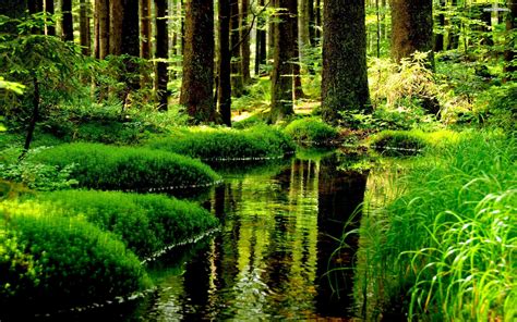 Beautiful Pond In The Forest Wallpaper Красивые места Места