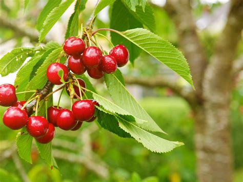 Everything You Need To Know About Stella Cherry Trees Hugo