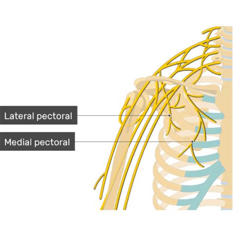 Pectoralis Major Muscle Attachment Action And Innervation