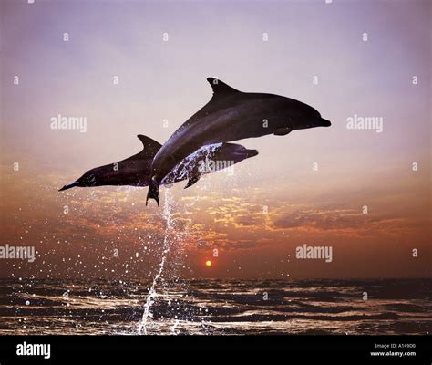 Bottlenose Dolphins At Sunset South Africa Stock Photo Alamy