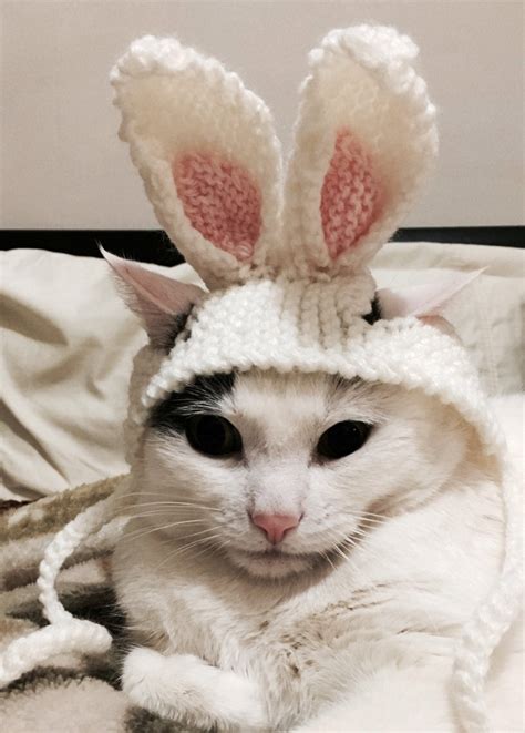 Bunny Cat Hat Rabbit Ears Cat Hat Easter Cat Hat Hat For Etsy Pet