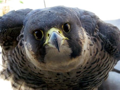 Peregrine Falcon From Endangered Species To Urban Bird Museum Of