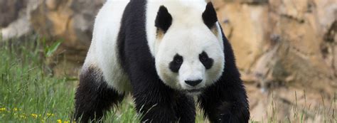 Yuan Zi Mâle Panda Zooparc De Beauval