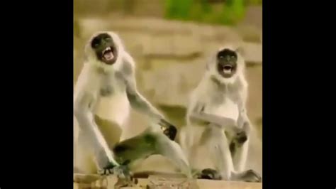 Monkey Laughing Meme Template Youtube