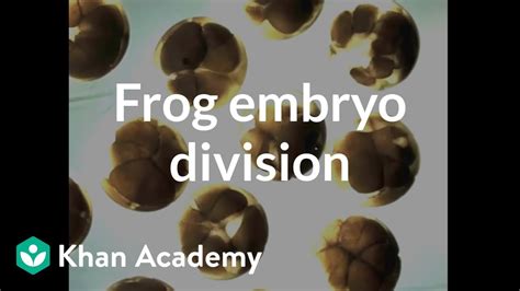 Frog Embryo Division YouTube
