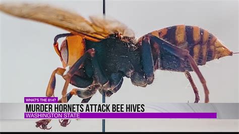 Murder Hornets Attack Bee Hives In Washington State Youtube