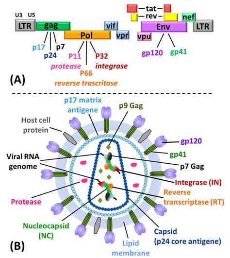 A Hiv Genome B Structure Of A Hiv Virion Particle With Indication
