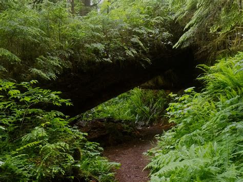 Carbon River Rainforest Loop Old Mine Green Lake Chenuis Falls And