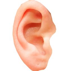 Ear PNG Transparent Images PNG All