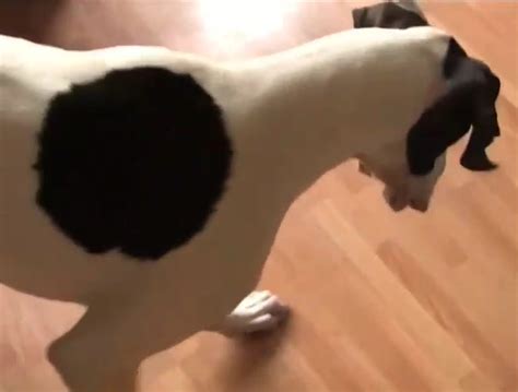 Skinny Young Man Sucks His Spotted Dog In The Morning Zoo Tube 1
