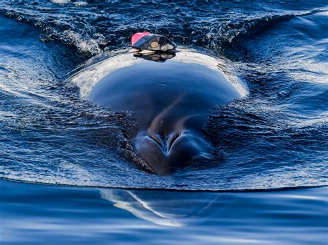 A Minke Whale Tagged By A Research Team Swims Off The Coast Of