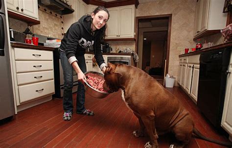 meet hulk the world s largest pit bull who keeps on growing