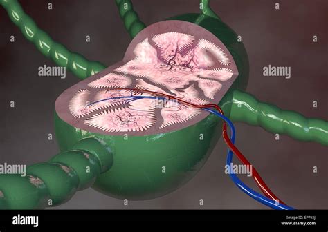 Armpit Lymph Nodes Hi Res Stock Photography And Images Alamy