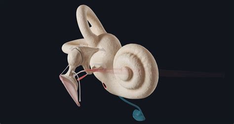 Sneak Preview Of The Inner Ear Complete Anatomy