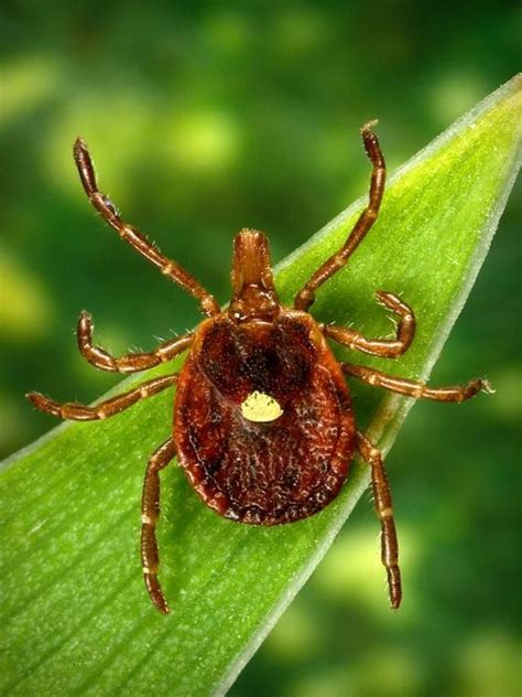 lone star tick bites can cause rare meat allergy in some people