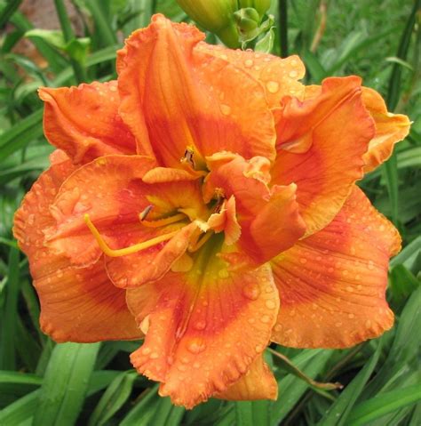 A Beginners Guide To Growing Daylilies