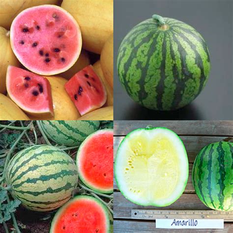 Types Of Watermelons About 200 300 Varieties Are Grown In The Us And