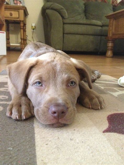 Chocolate Lab And Pitbull Mix Puppies 33 Labrador Mixed Breeds