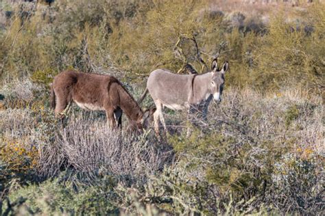Royalty Free Wild Burro Pictures Images And Stock Photos Istock