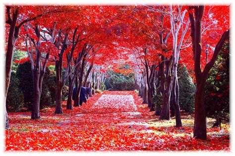 5 Best Autumn Leaves Spots In Hokkaido Japan Travel