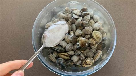 Come Togliere La Sabbia Dalle Vongole Ne Basta Poco E Risolvi