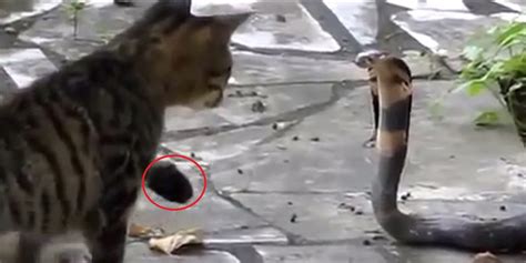 Cat Vs King Cobra Now This Is A Match Up That Will Give You Nightmares
